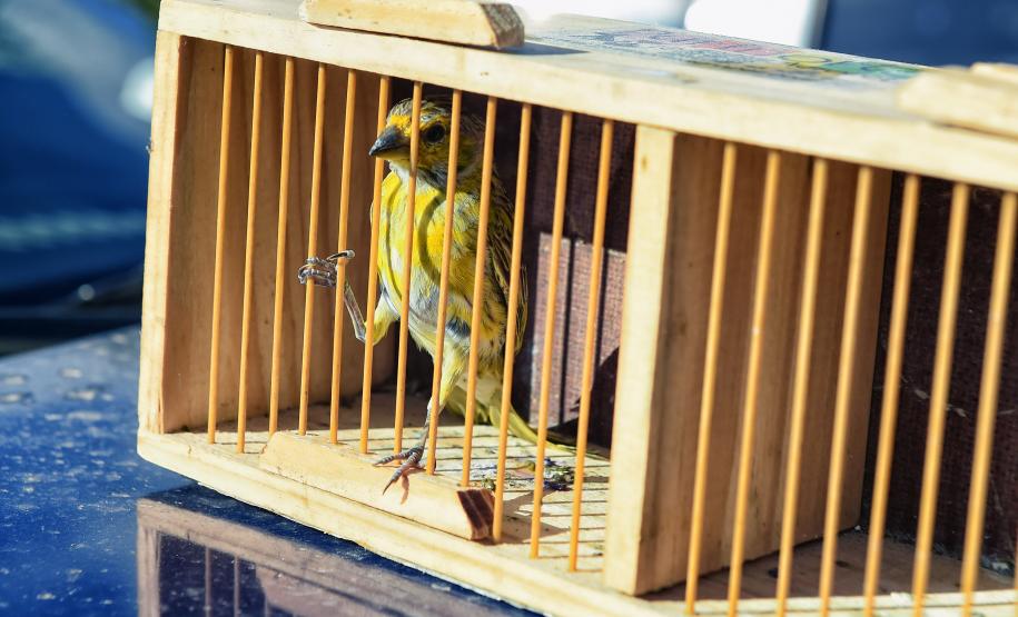 Após reabilitação e testes de voo, IAT devolve à natureza seis pássaros em Pontal do Paraná