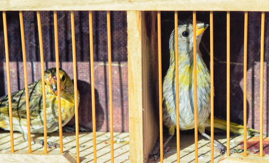 Após reabilitação e testes de voo, IAT devolve à natureza seis pássaros em Pontal do Paraná