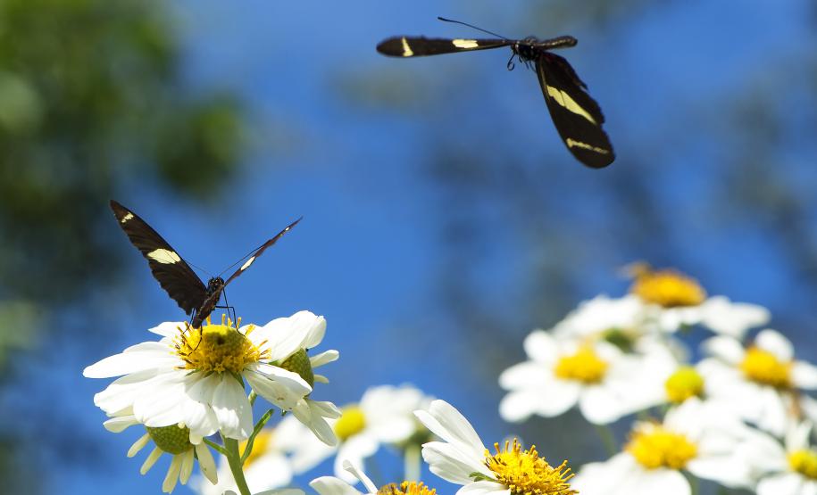 Foto de áreas preservadas paranaenses
