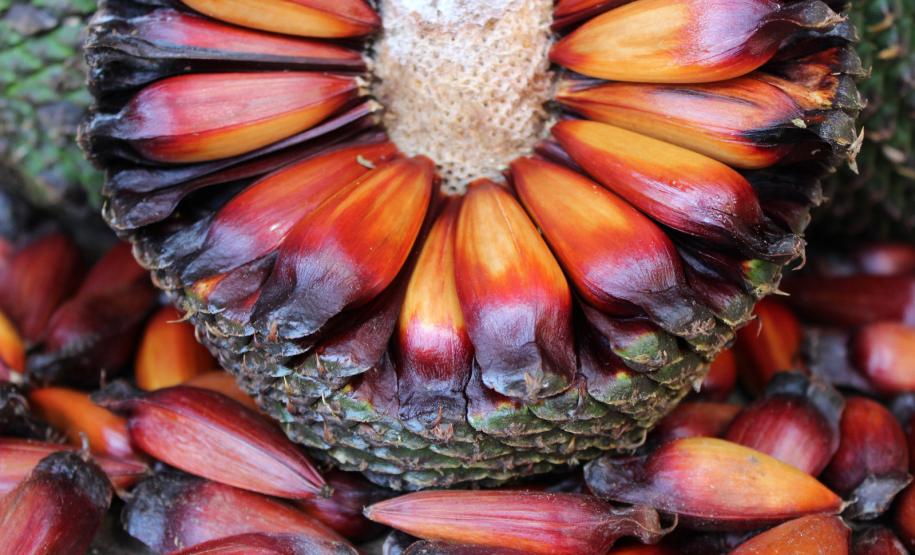 IAT adia temporada de pinhão no Paraná para garantir extração sustentável