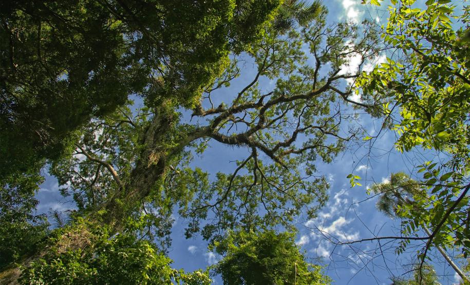 Foto de áreas preservadas paranaenses