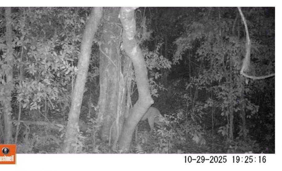 Pesquisa da Unicentro mapeia mamíferos silvestres em Unidades de Conservação