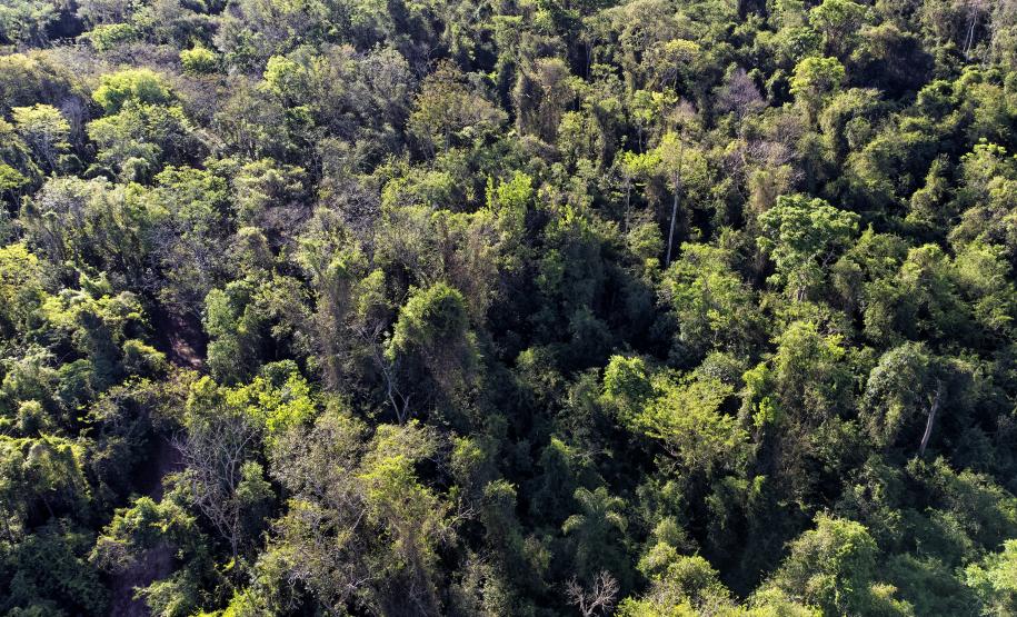 Estado propõe atualização da legislação florestal em novo projeto de lei