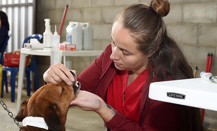 Foto de evento do Castrapet