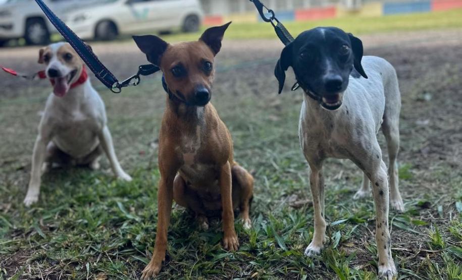 Com destaque para RMC, CastraPet vai beneficiar cães e gatos de 42 cidades em fevereiro