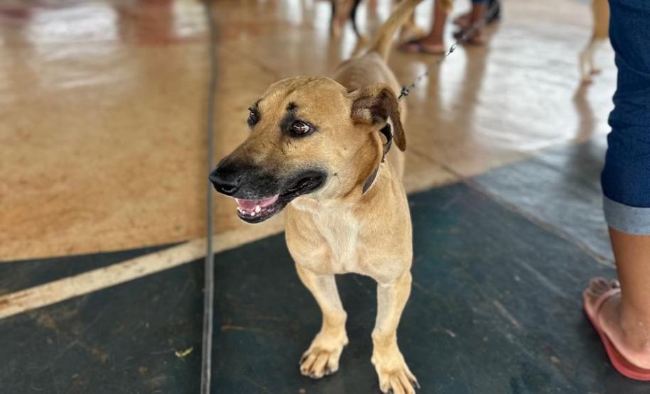 Com destaque para RMC, CastraPet vai beneficiar cães e gatos de 42 cidades em fevereiro