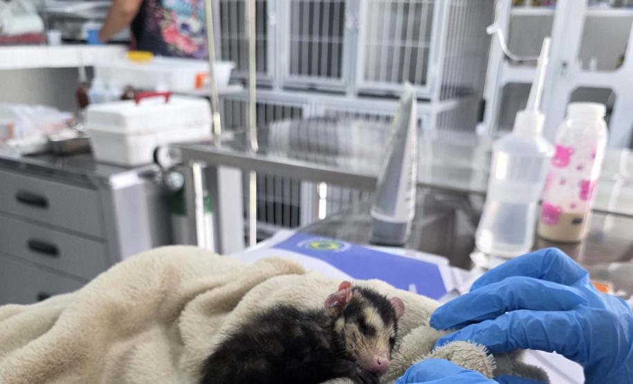 Foto de animais passando por atendimento veterinário