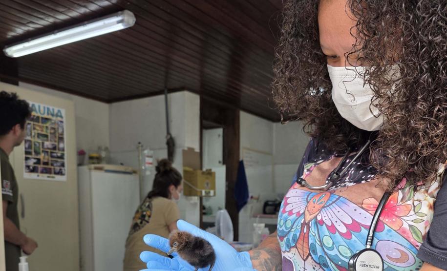 Foto de animais passando por atendimento veterinário