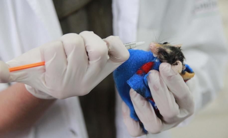 Foto de animais passando por atendimento veterinário