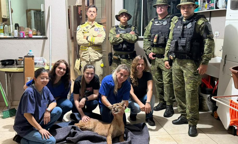 Foto de equipe com onça parda resgatada