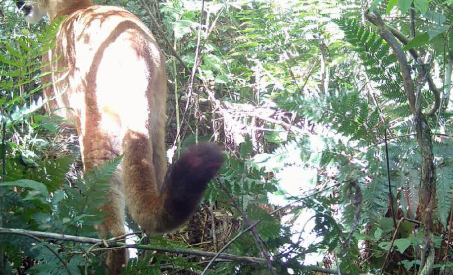 IAT registra pela primeira vez uma onça-parda em mata do Parque Estadual Rio Guarani