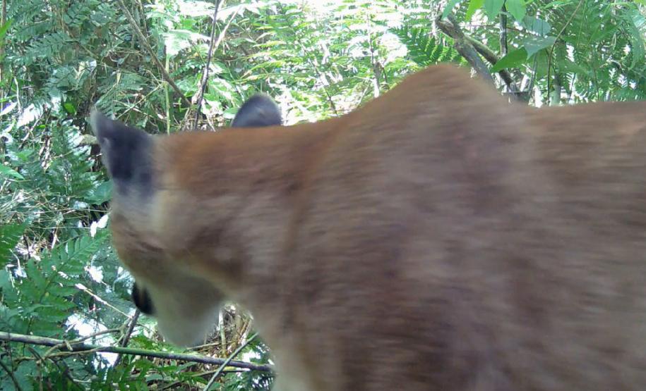 IAT registra pela primeira vez uma onça-parda em mata do Parque Estadual Rio Guarani