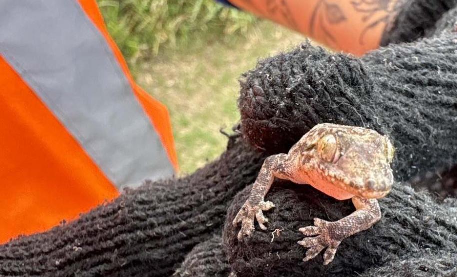 Foto de animais recolhidos no monitoramento da orla de Pontal