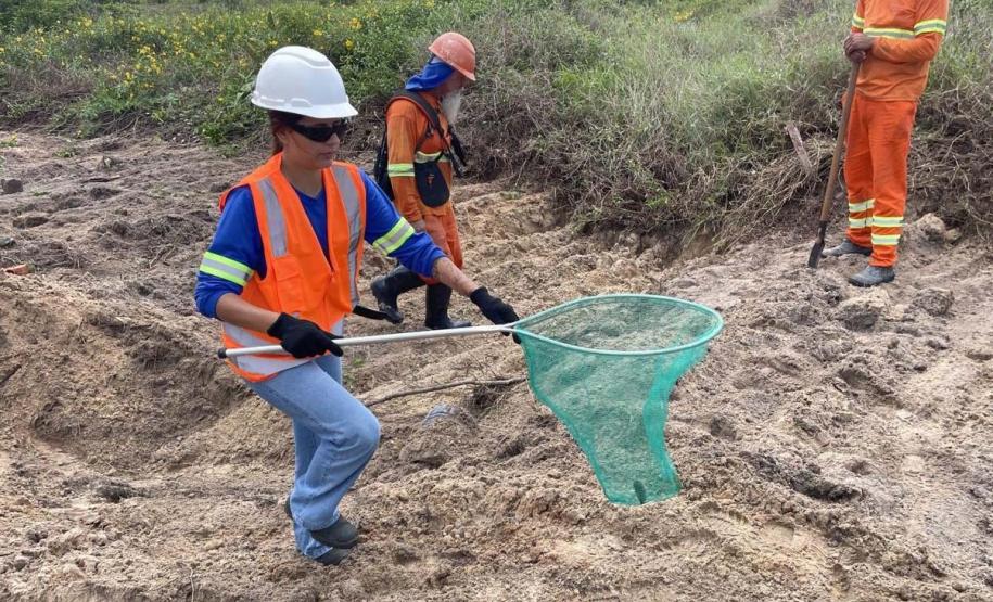 Foto de animais recolhidos no monitoramento da orla de Pontal