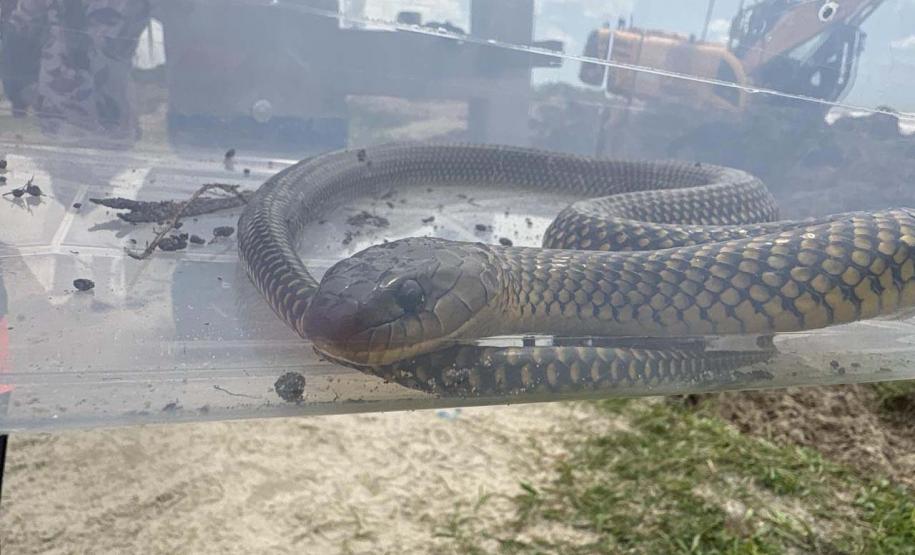 Foto de animais recolhidos no monitoramento da orla de Pontal