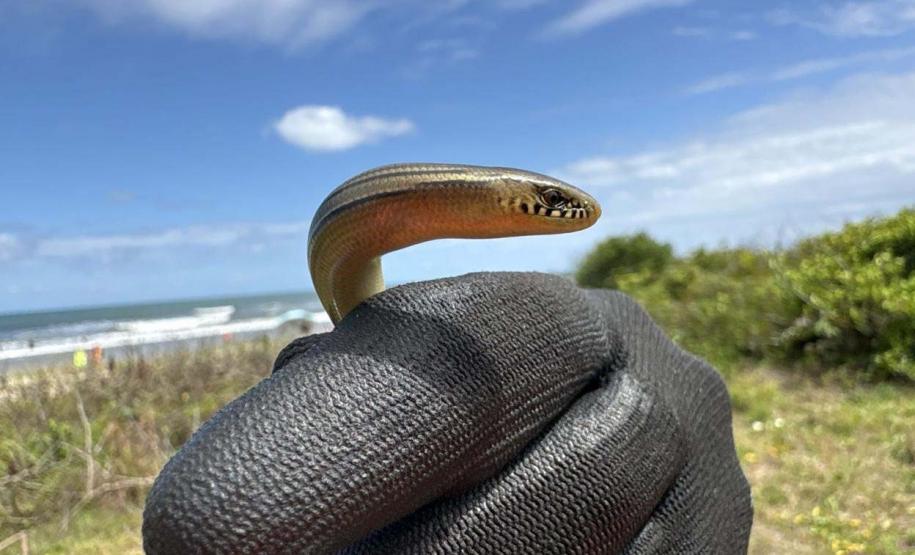 Foto de animais recolhidos no monitoramento da orla de Pontal
