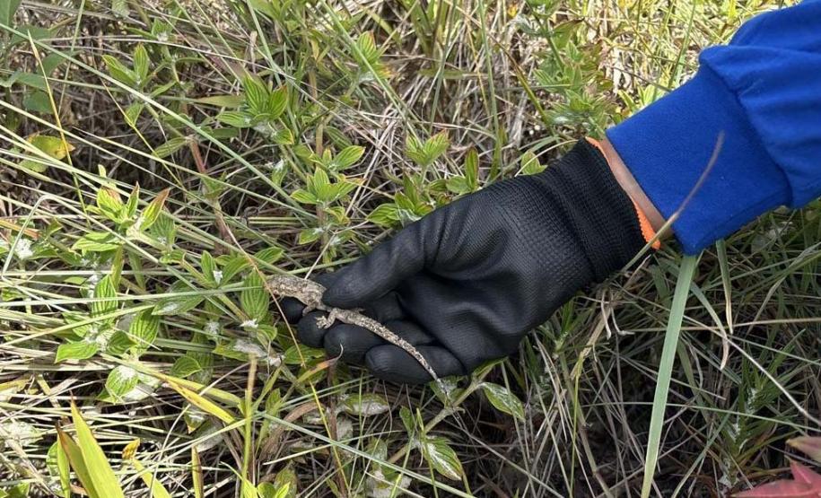 Foto de animais recolhidos no monitoramento da orla de Pontal