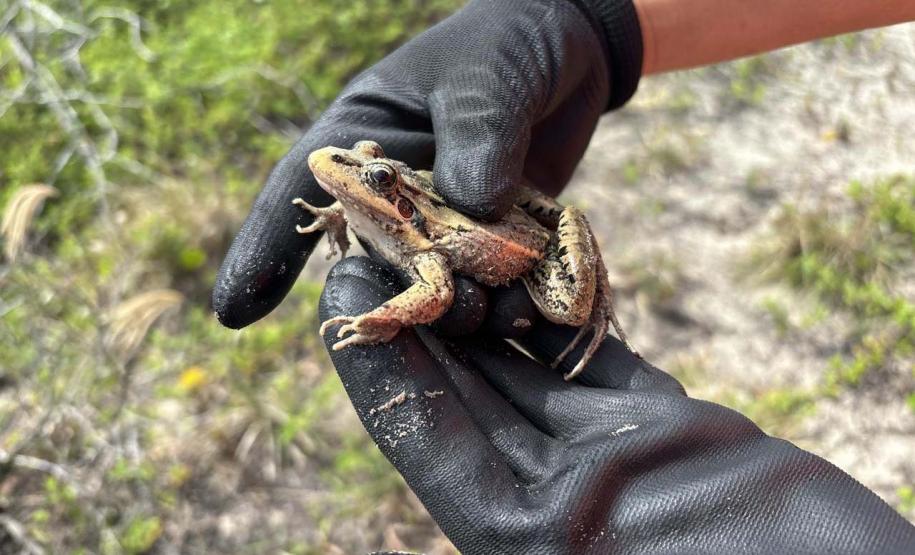 Foto de animais recolhidos no monitoramento da orla de Pontal