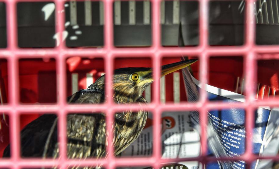 Foto de animais passando por atendimento veterinário