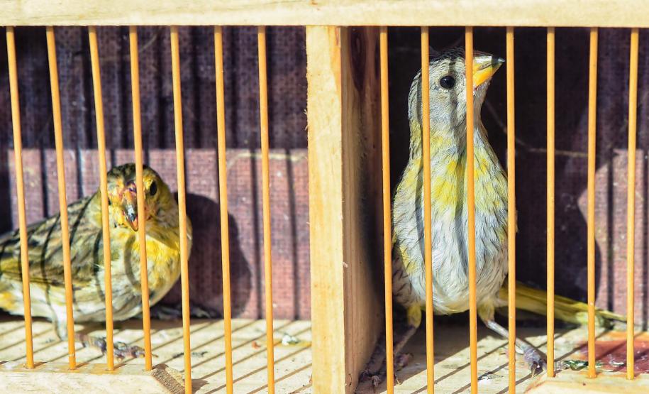 Foto de animais passando por atendimento veterinário