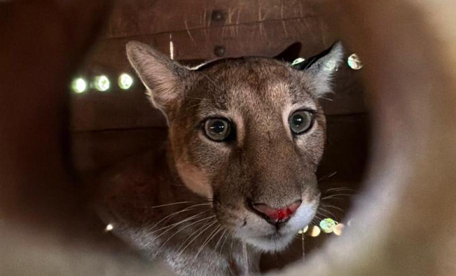 Foto de onça parda em tratamento
