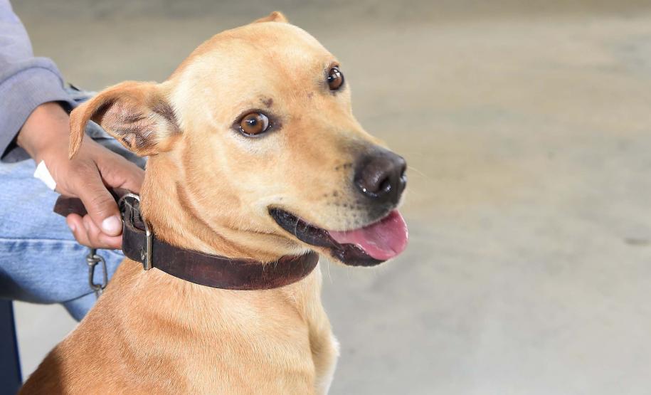 Foto de ação do Castrapet Paraná