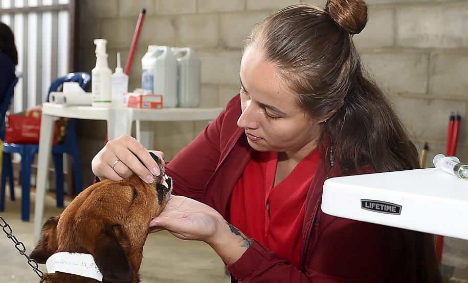 Foto de ação do Castrapet Paraná