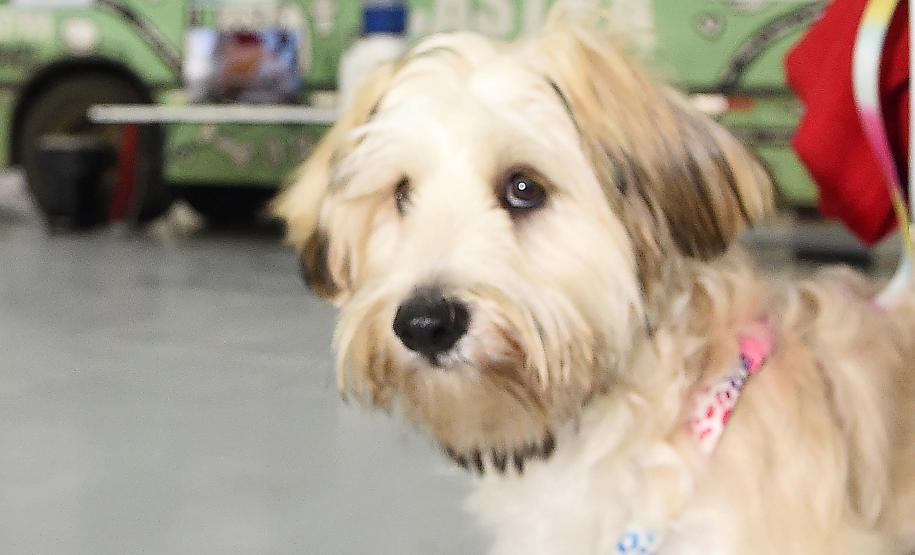 Foto de ação do Castrapet Paraná