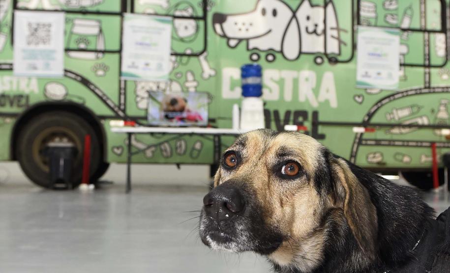 Foto de ação do Castrapet Paraná