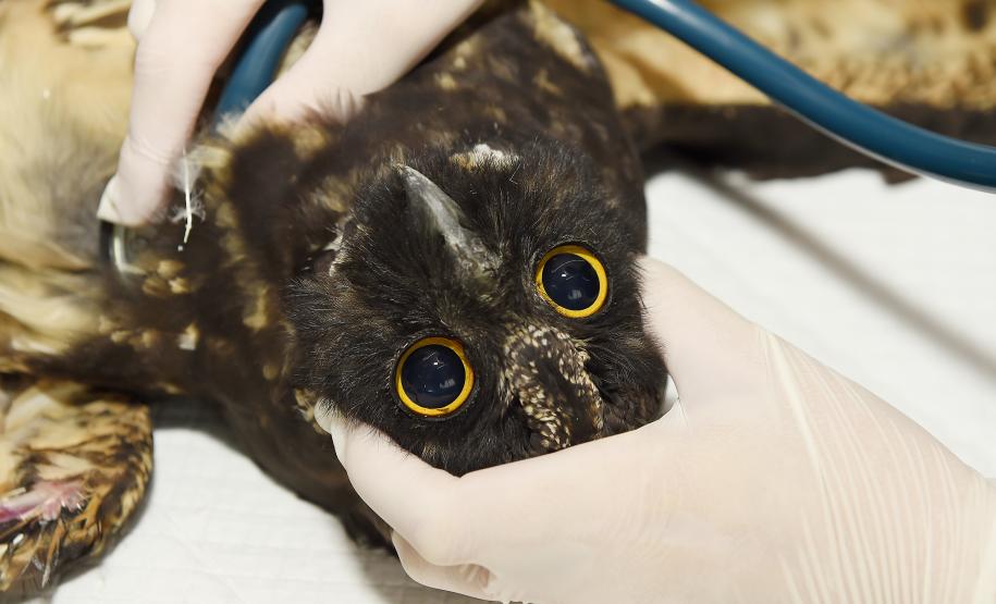 Foto de tratamento no CETRAS Unicentro