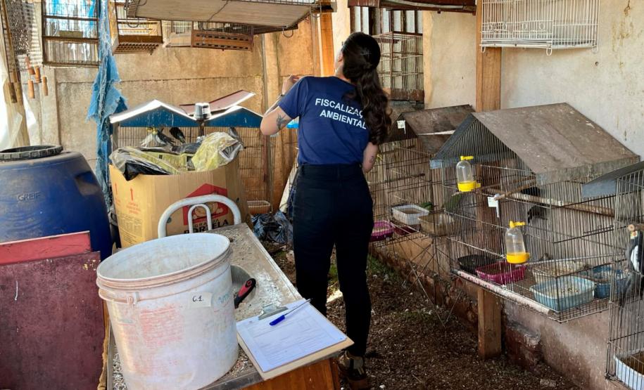 Foto de aves apreendidas durante operação