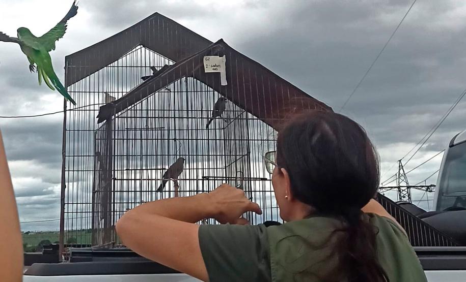Foto de aves apreendidas durante operação