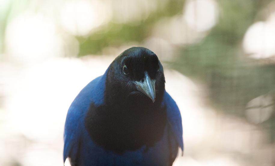 Foto de gralha-azul