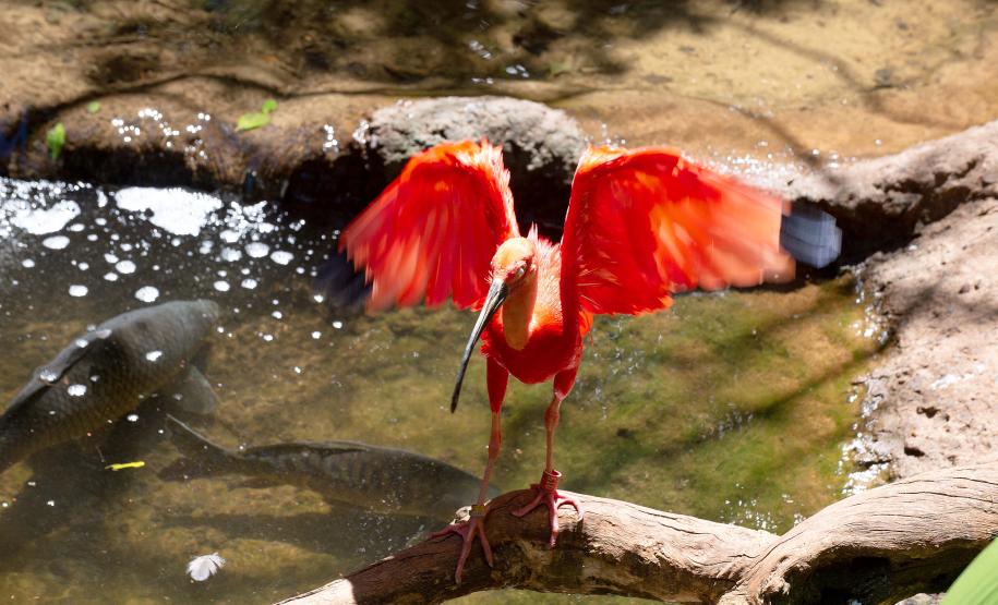 Foto de Guará em rio