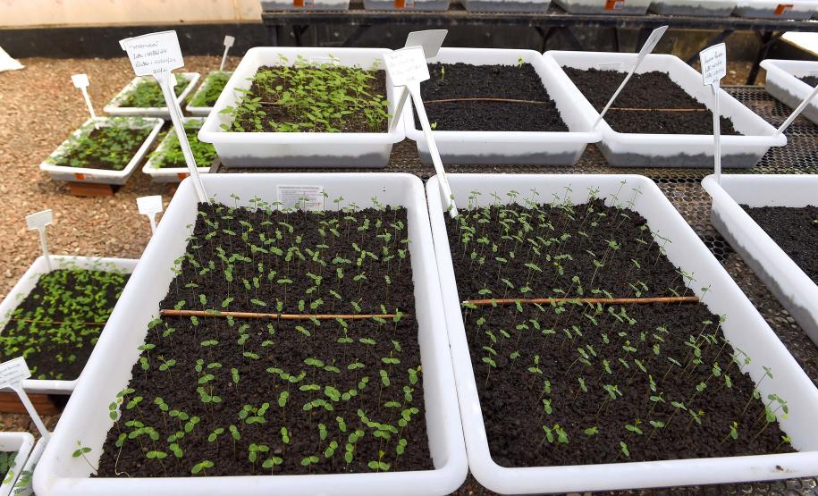 Foto de produção de mudas do IAT