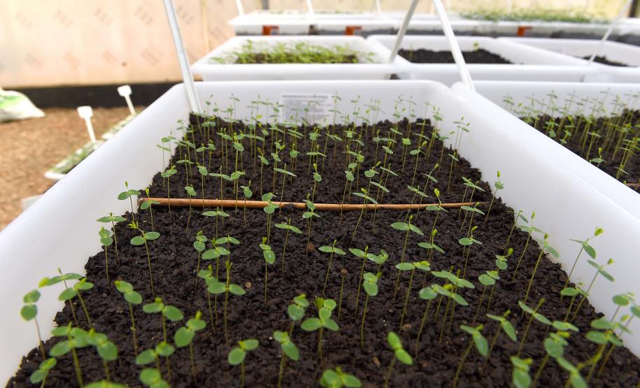 Foto de produção de mudas do IAT