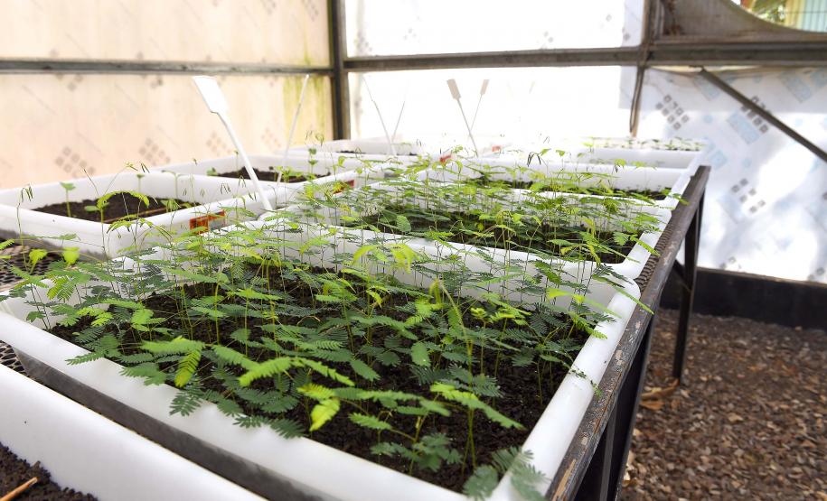 Foto de produção de mudas do IAT
