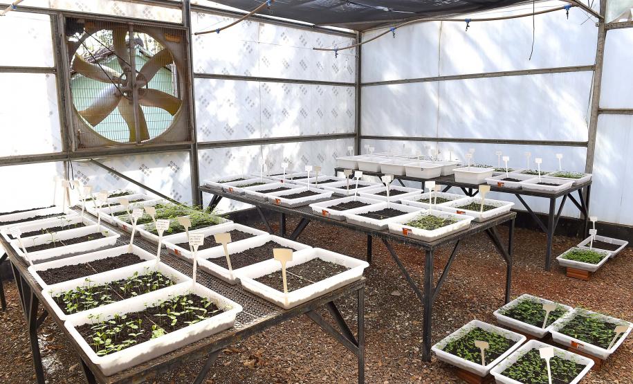 Foto de produção de mudas do IAT
