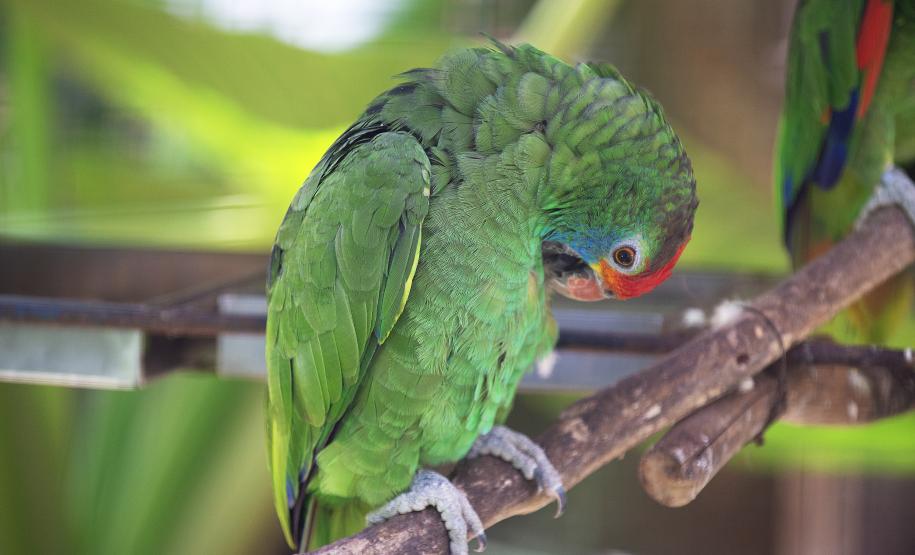 Foto de ave silvestre paranaense