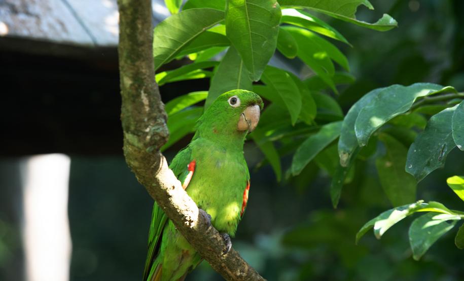 Foto de ave silvestre paranaense
