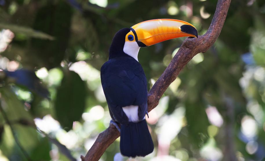 Foto de ave silvestre paranaense