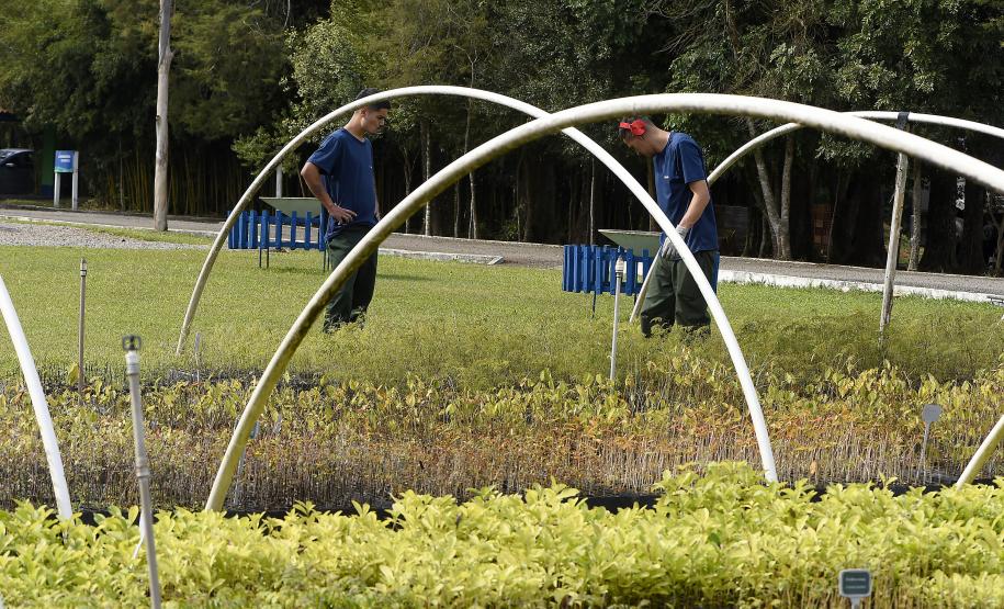 Foto de viveiro de mudas do IAT