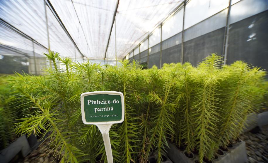 Foto de viveiro de mudas do IAT