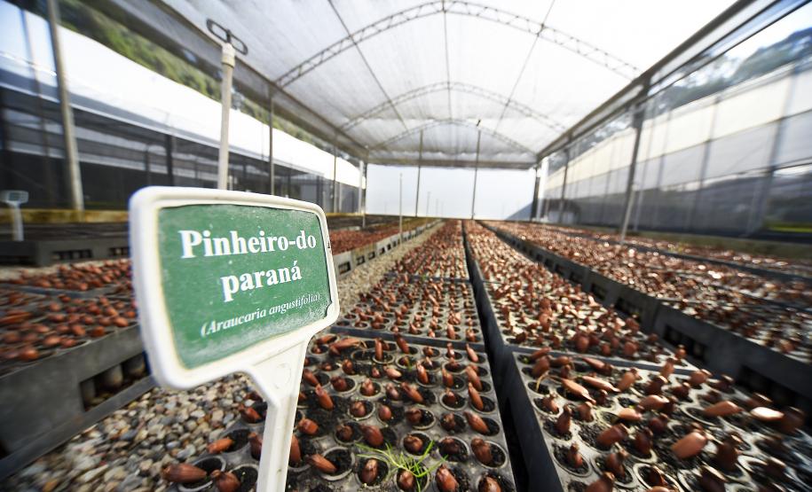 Foto de viveiro de mudas do IAT