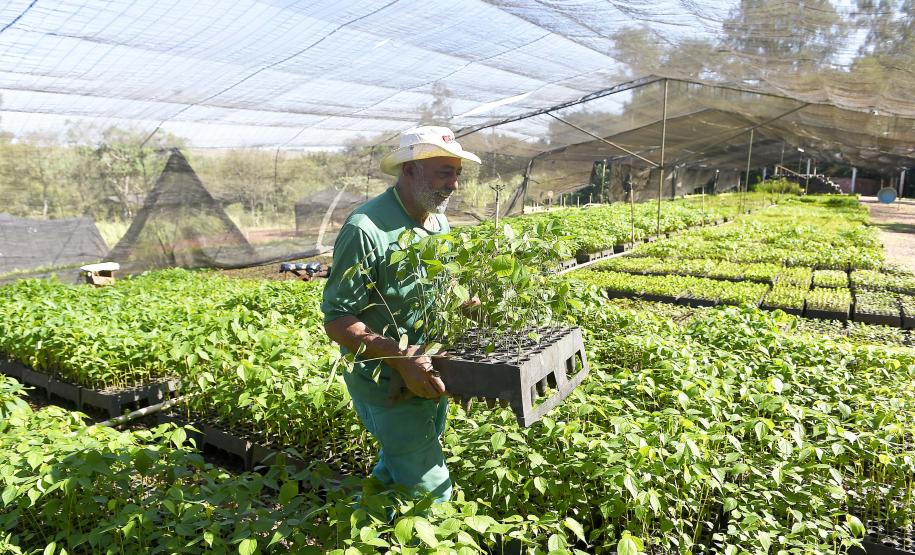 Foto de produção de mudas do IAT