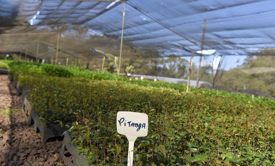 Foto de viveiro de mudas do IAT