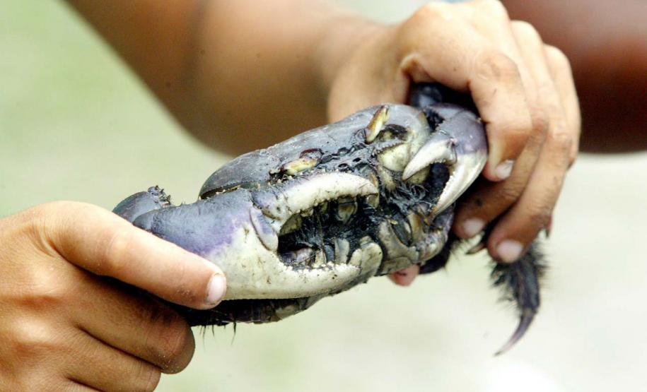 Foto de captura do caranguejo