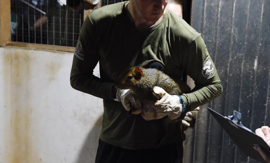 Foto de soltura de pacas e cotias