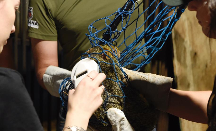 Foto de soltura de pacas e cotias