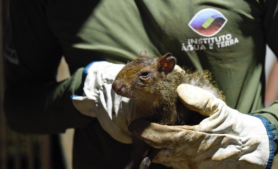 Foto de soltura de pacas e cotias